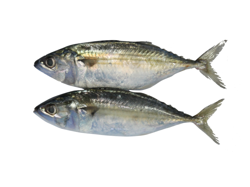 Arabind FRESH buy fish and meat online