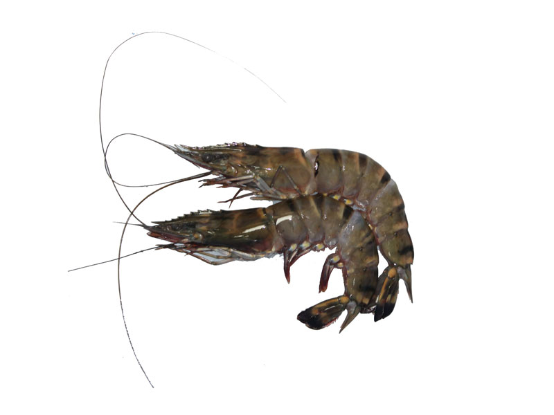 Arabind Fresh Buy Fresh Fish Meat Poultry Fruits Vegetables Online In Dubai Sharjah And Abu Dhabi