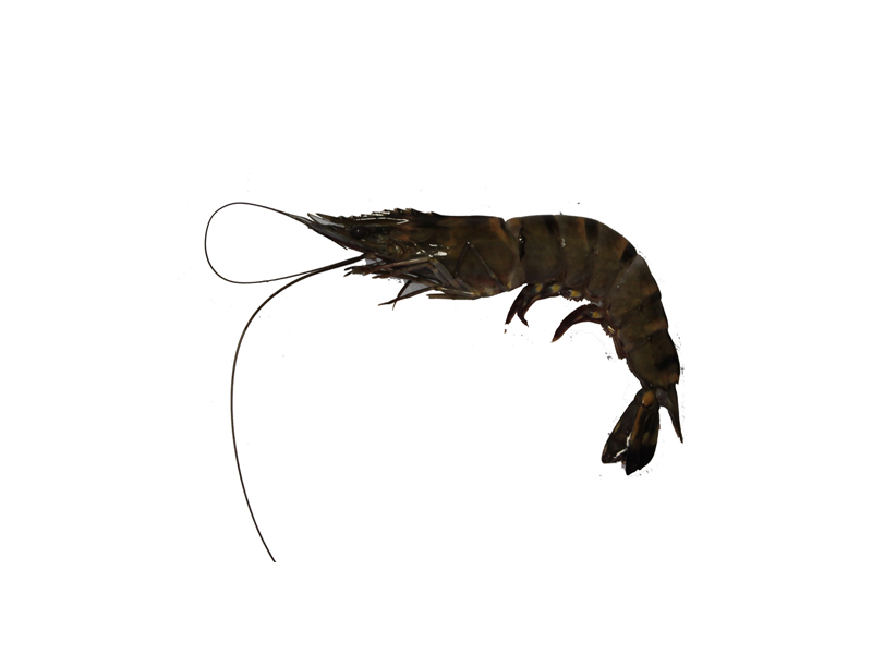 Arabind Fresh Buy Fresh Fish Meat Poultry Fruits Vegetables Online In Dubai Sharjah And Abu Dhabi